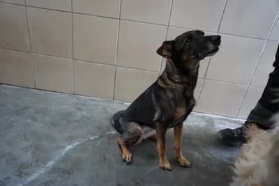 HISTERIA, 3yo mixed breed for adoption at Schronisko Kraków, Kraków