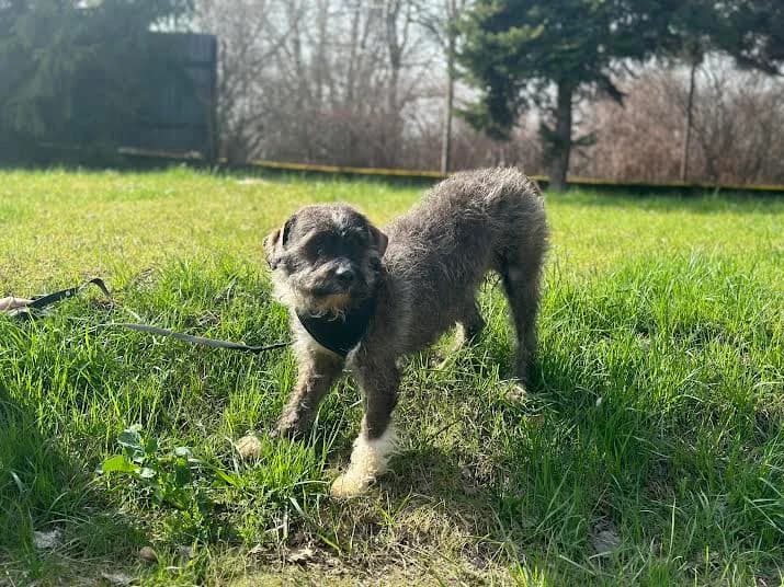 FLOKI, senior mixed breed for adoption at Schronisko Kraków, Kraków