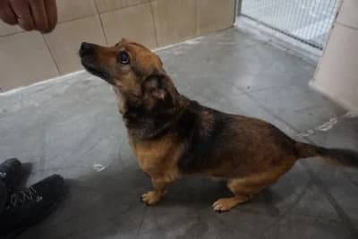 MIRA, senior mixed breed for adoption at Schronisko Kraków, Kraków