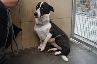 BIEDRONKA, female 6yo mixed breed for adoption at Schronisko Kraków, Kraków