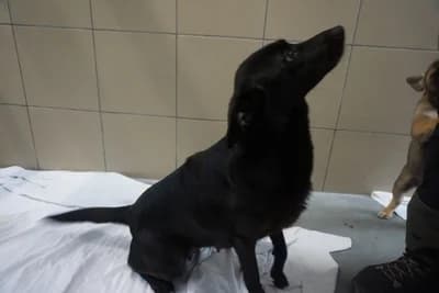 BAGIERKA, female 3yo mixed breed for adoption at Schronisko Kraków, Kraków