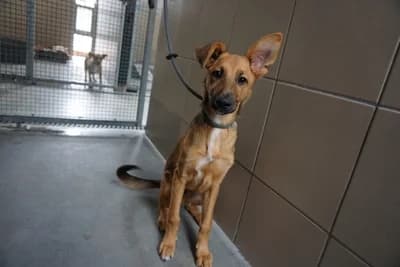 KOSZYCZEK, puppy mixed breed for adoption at Schronisko Kraków, Kraków