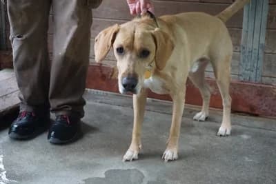 MUNIEK, male 6yo mixed breed for adoption at Schronisko Kraków, Kraków
