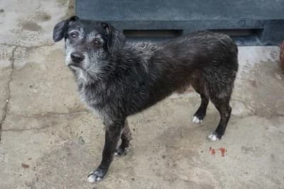 CZAREK, senior mixed breed for adoption at Schronisko Kraków, Kraków