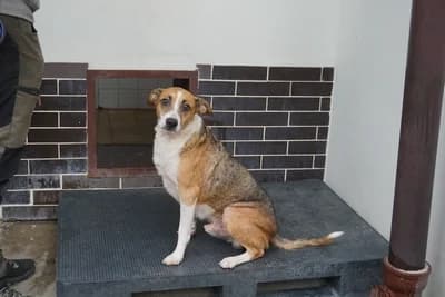 MISIU, senior mixed breed for adoption at Schronisko Kraków, Kraków