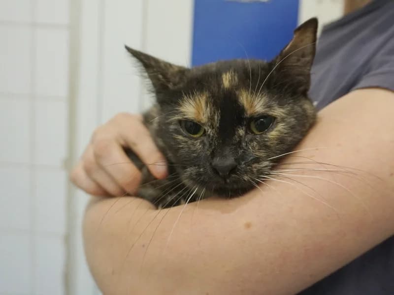 ARAFATKA, female young mixed breed for adoption at Schronisko Kraków, Kraków