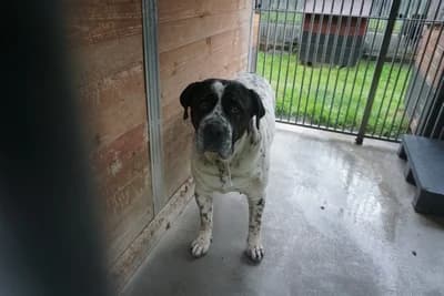 CIAPEK, 5yo mixed breed for adoption at Schronisko Kraków, Kraków