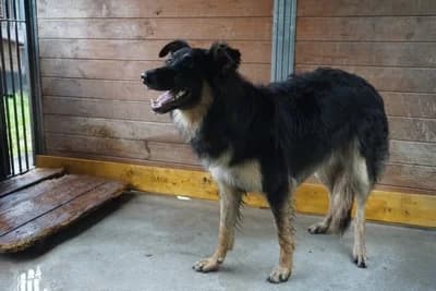 SZERSZEŃ, young mixed breed for adoption at Schronisko Kraków, Kraków