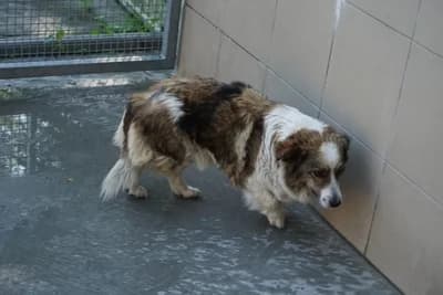 BUŁECZKA, 6yo mixed breed for adoption at Schronisko Kraków, Kraków