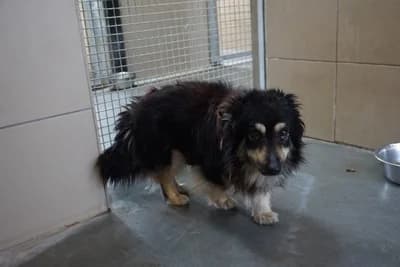 CHLEBEK, 6yo mixed breed for adoption at Schronisko Kraków, Kraków