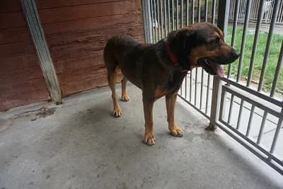 SANCZO, senior mixed breed for adoption at Schronisko Kraków, Kraków