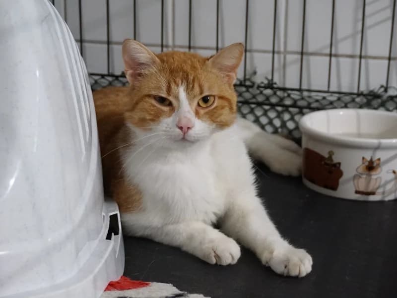 IXODES, 3yo mixed breed for adoption at Schronisko Kraków, Kraków