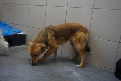 MUZA, young mixed breed for adoption at Schronisko Kraków, Kraków