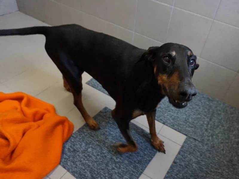 DEX, senior Doberman for adoption at Schronisko Kraków, Kraków
