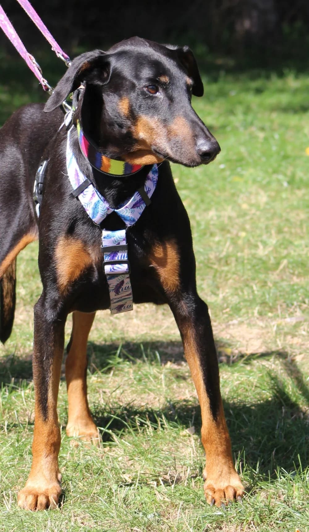 DEX, senior Doberman for adoption at Schronisko Kraków, Kraków