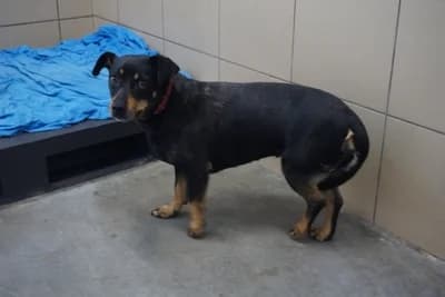 PIORUNA, 6yo mixed breed for adoption at Schronisko Kraków, Kraków
