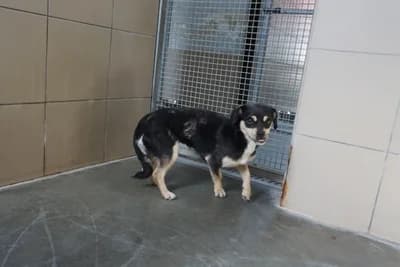 SONIA, 7yo mixed breed for adoption at Schronisko Kraków, Kraków