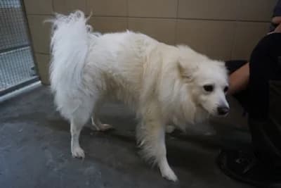 RONI, 3yo mixed breed for adoption at Schronisko Kraków, Kraków