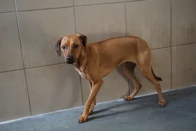 SARNA, young mixed breed for adoption at Schronisko Kraków, Kraków