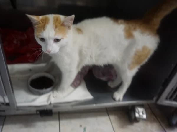 CAMEMBERT, male 6yo mixed breed for adoption at Schronisko Kraków, Kraków