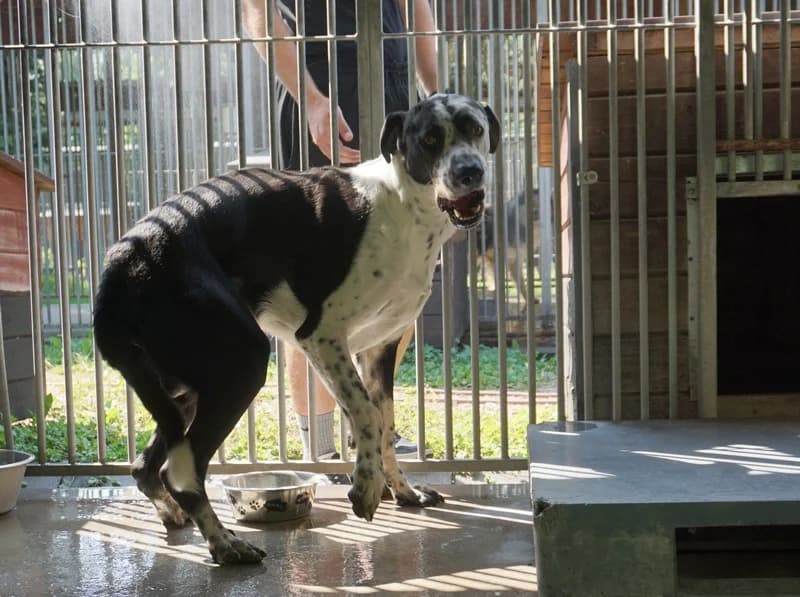 WYBRANIEC, 3yo Great Dane for adoption at Schronisko Kraków, Kraków