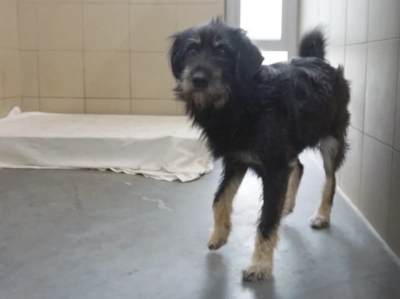 GREMLIN, young mixed breed for adoption at Schronisko Kraków, Kraków