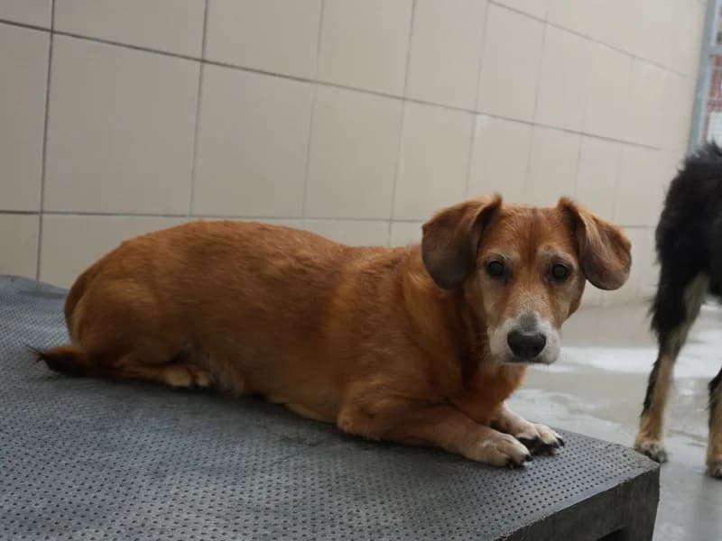 OGÓREK, senior mixed breed for adoption at Schronisko Kraków, Kraków