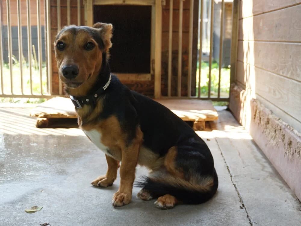 RUMIANEK, 4yo mixed breed for adoption at Schronisko Kraków, Kraków
