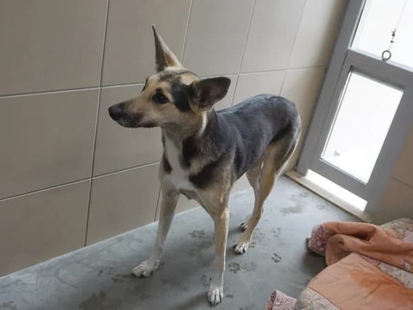 WATRA, 6yo mixed breed for adoption at Schronisko Kraków, Kraków