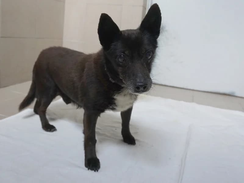 LUDWICZEK, senior mixed breed for adoption at Schronisko Kraków, Kraków