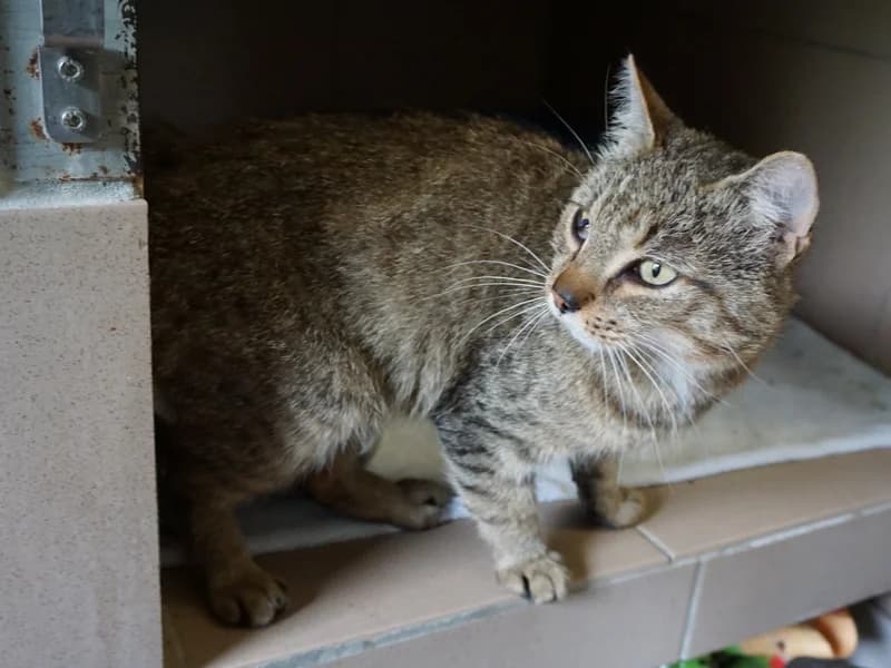 MIGOTEK, 3yo mixed breed for adoption at Schronisko Kraków, Kraków
