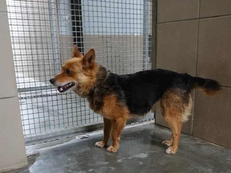 IRMINA, 5yo mixed breed for adoption at Schronisko Kraków, Kraków