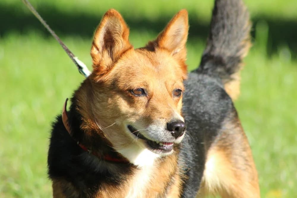 IRMINA, 5yo mixed breed for adoption at Schronisko Kraków, Kraków