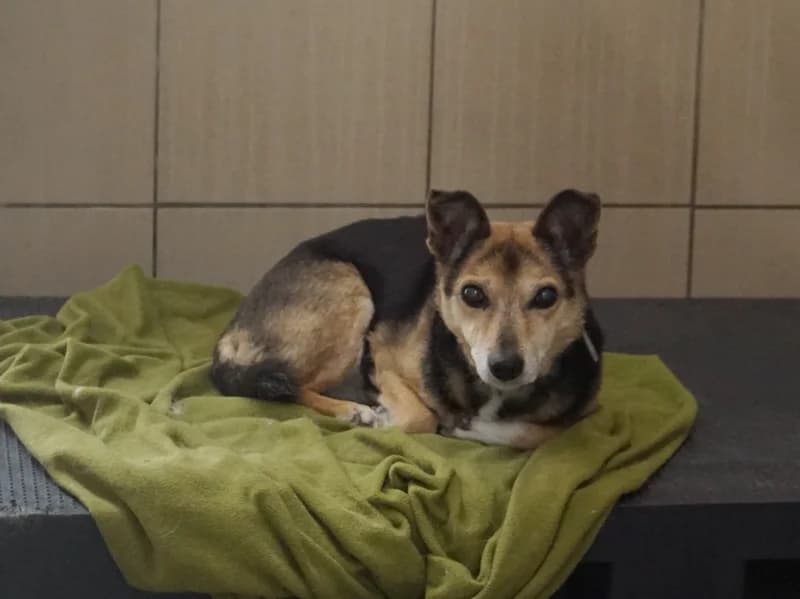 TEKLA, female senior mixed breed for adoption at Schronisko Kraków, Kraków