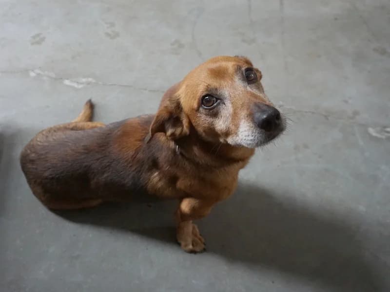 PYRTEK, 7yo mixed breed for adoption at Schronisko Kraków, Kraków