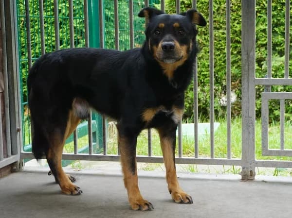 ANTON, 5yo mixed breed for adoption at Schronisko Kraków, Kraków