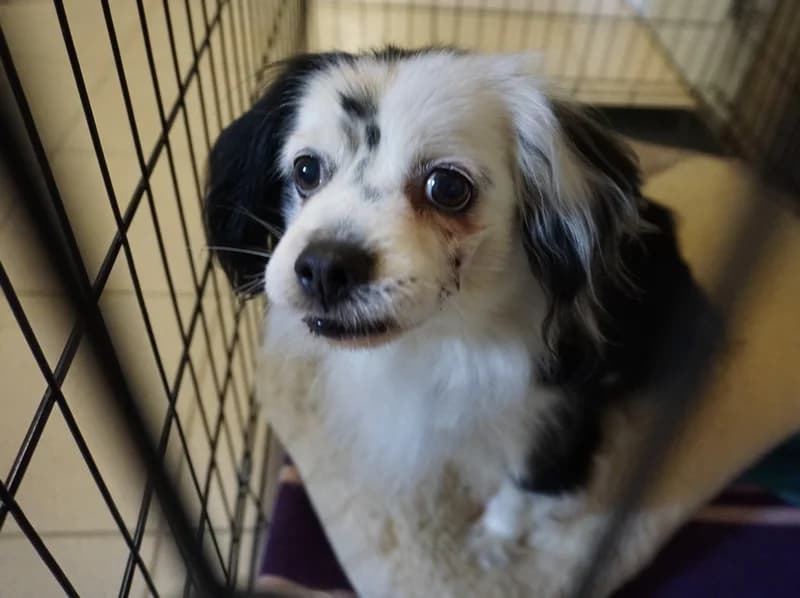 TELIGA, senior mixed breed for adoption at Schronisko Kraków, Kraków