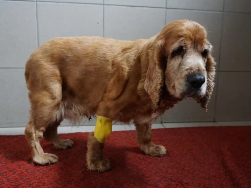KORA, senior mixed breed for adoption at Schronisko Kraków, Kraków