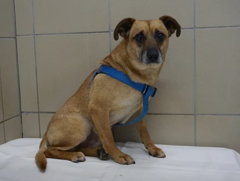 ATOMEK, 7yo mixed breed for adoption at Schronisko Kraków, Kraków