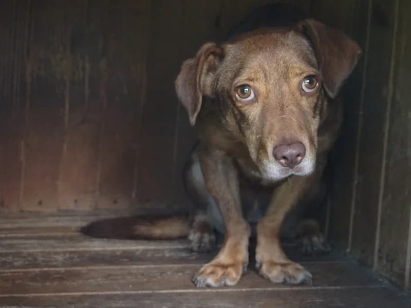 RYDZ, young mixed breed for adoption at Schronisko Kraków, Kraków