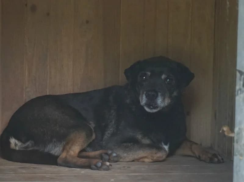 ALF, senior mixed breed for adoption at Schronisko Kraków, Kraków