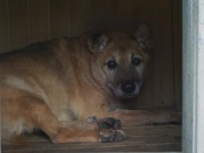 DĘBEK, senior mixed breed for adoption at Schronisko Kraków, Kraków