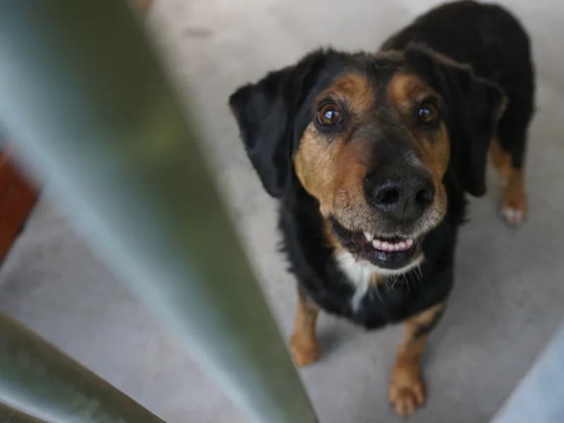 JORGE, senior mixed breed for adoption at Schronisko Kraków, Kraków