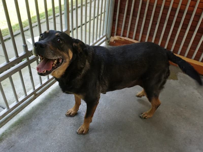 MAHOŃ, senior mixed breed for adoption at Schronisko Kraków, Kraków