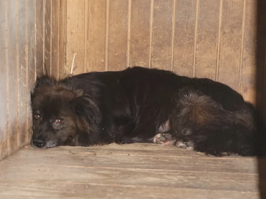 DOSTOJEWSKI, senior mixed breed for adoption at Schronisko Kraków, Kraków