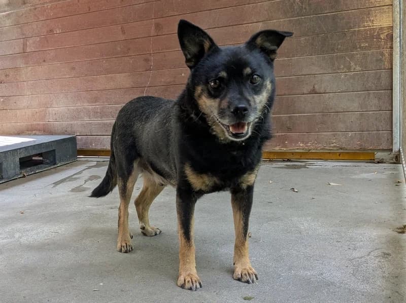 STANDARD, senior mixed breed for adoption at Schronisko Kraków, Kraków