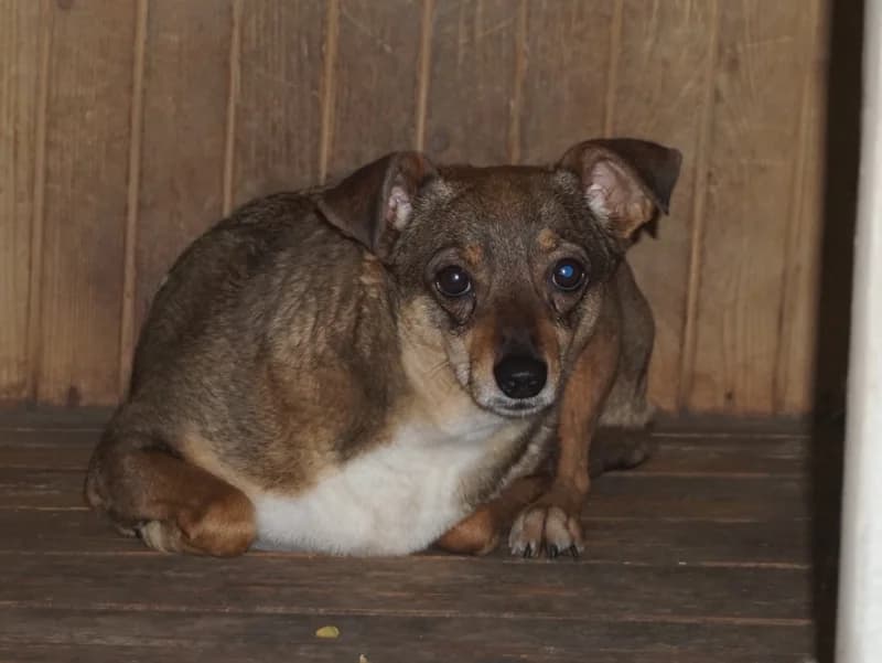 JASMINA, 3yo mixed breed for adoption at Schronisko Kraków, Kraków