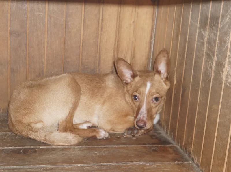 HOZIER, 4yo mixed breed for adoption at Schronisko Kraków, Kraków