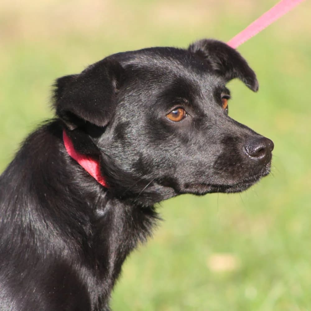 WILLOW, 3yo mixed breed for adoption at Schronisko Kraków, Kraków