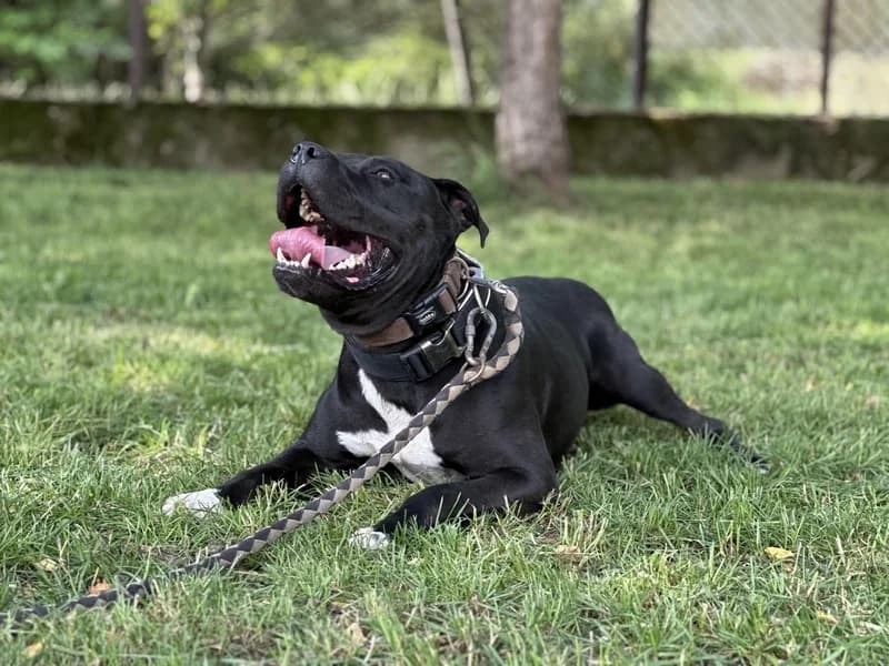PAKO, 6yo American Staffordshire Terrier for adoption at Schronisko Kraków, Kraków
